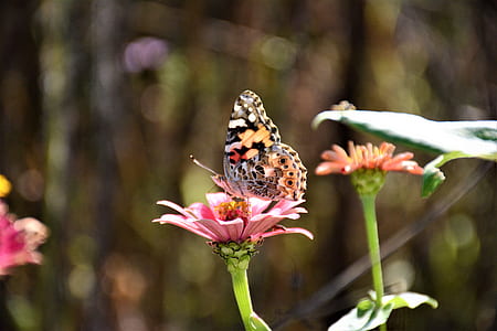 Close-up Photography of a Butterfly on top of the Pink Flower thumbnail