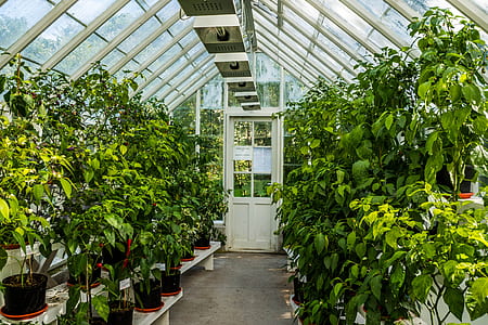 green leafed plant lot inside building thumbnail