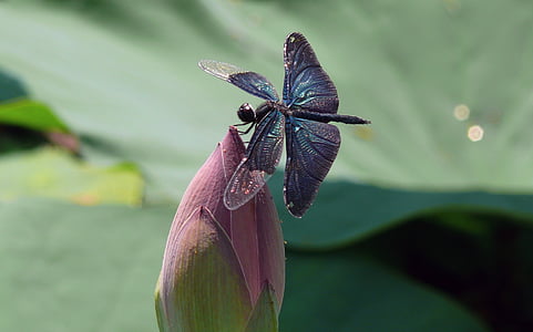blue damsel dragonfly perching on pink flower during daytime thumbnail