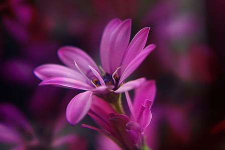 purple flower thumbnail