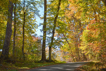 landscape shot of trees during daytime thumbnail