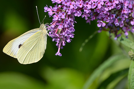 macro photography of yellow and black butterfly on purple flowers during daytime thumbnail