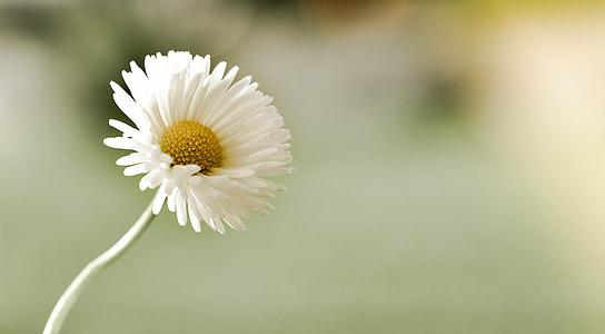 white petaled flower tilt-shift lens photography thumbnail