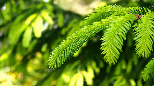 selective focus photography of green pine tree leaves thumbnail