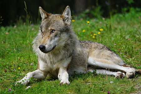 gray and brown wolf on green grass thumbnail