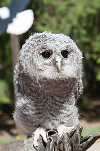 white owl perch on branch thumbnail