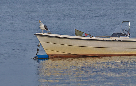 Seagull Horn, Seagull thumbnail