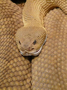 closeup photo of brown snake thumbnail