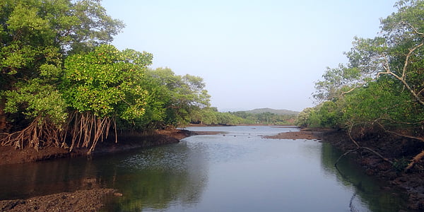 calm waters with mangrooves curing day thumbnail