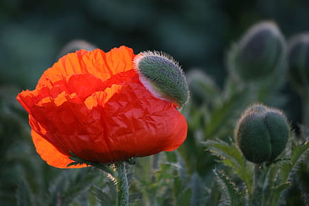 close-up photography of red poppy flower in bloom thumbnail