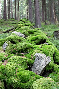 green leaf trees during daytime thumbnail