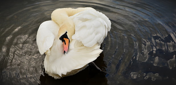 white swan on the water thumbnail