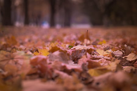 Withered Leaves on Floor Focus Photography thumbnail