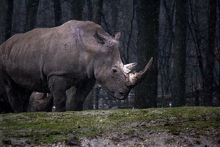 gray rhino near trees during daytime thumbnail