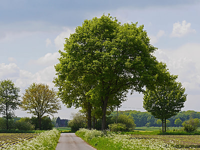 clear pathway inline of trees thumbnail