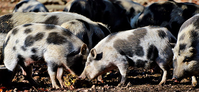 herd of gray and black hogs thumbnail