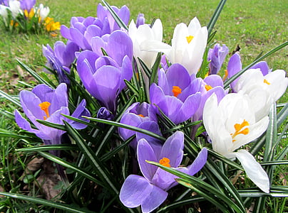 white-and-purple petaled flowers thumbnail
