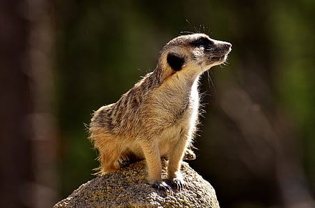 shallow focus photography of meerkat thumbnail