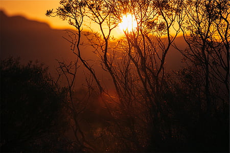 silhouette of trees during sunset thumbnail