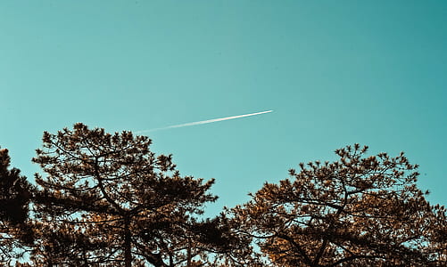 Green Leaf Trees Under Blue Sky thumbnail