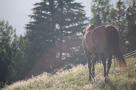 brown horse on green grass field thumbnail