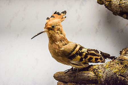 brown and black bird on tree trunk thumbnail