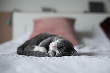 brown cat lying on bed thumbnail