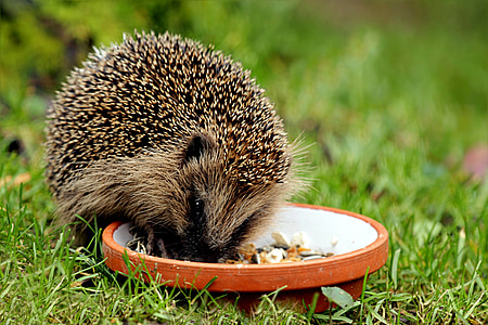 hedgehog on grass field while eating thumbnail