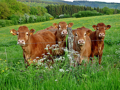 Cows on a farm in Luxembourg thumbnail
