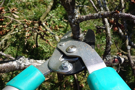 brown branch between green garden shears' blades closeup photo thumbnail