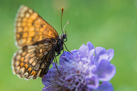 brown and black butterfly on purple flower in micro lens photography thumbnail