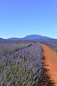 Lavander field thumbnail