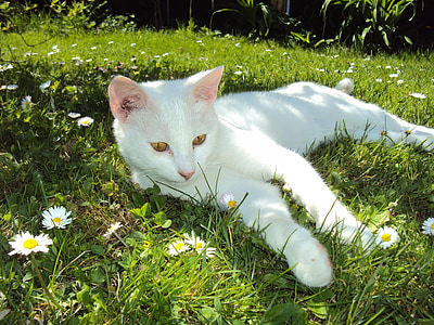 white cat thumbnail