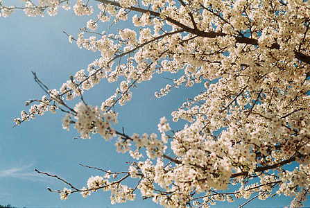 white flowering tree thumbnail