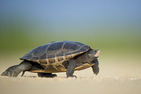black turtle thumbnail