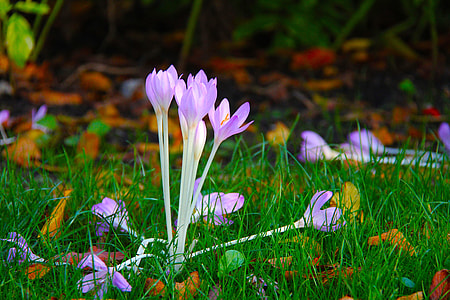 macro photography of Crocus thumbnail