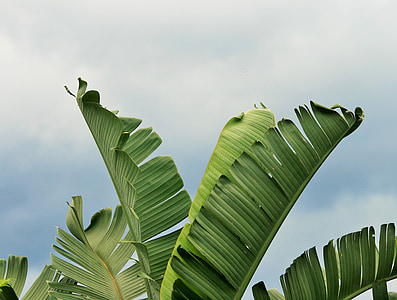green leaves during cloudy day thumbnail