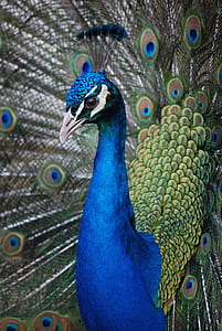 closeup of blue and green peacock thumbnail