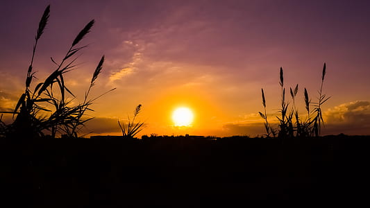 silhouette of green grass thumbnail