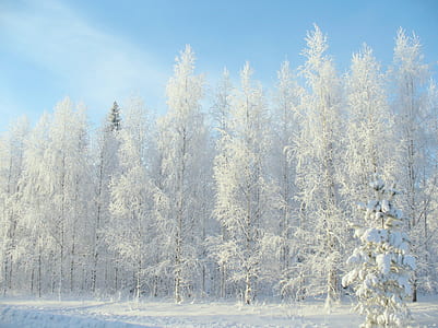 snow covered trees thumbnail