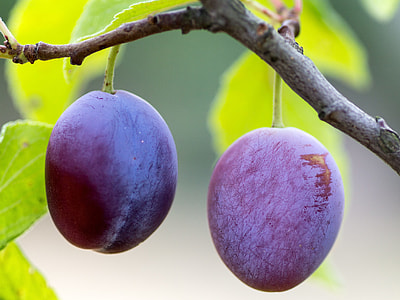 two purple citrus fruits on trunk during daytime thumbnail