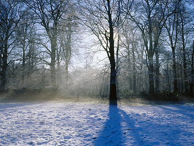 crepuscular rays view in forest thumbnail
