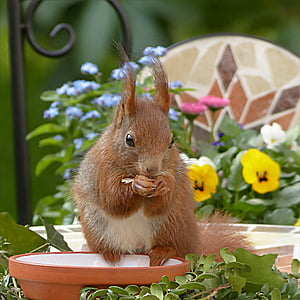 brown squirrel sitting on brown plant pot during daytime thumbnail