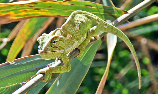 chameleon on tree twig thumbnail