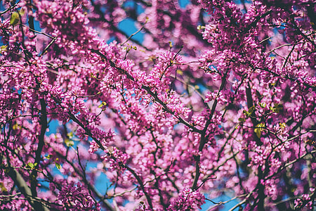 macro photograph of pink petaled flowers thumbnail
