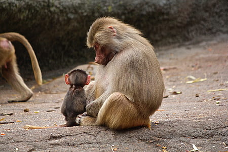 brown monkey sitting on concrete ground during daytime thumbnail