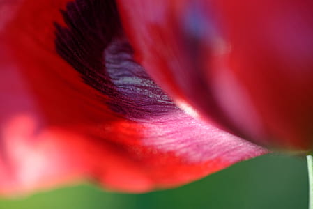 flower, red, petal, nature thumbnail