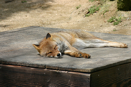 brown fox sleepin on brown wood thumbnail