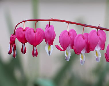 selective focus photography of pink petaled flower thumbnail