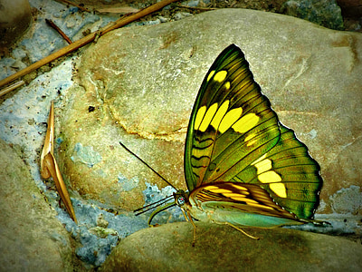 green and yellow butterfly photo thumbnail